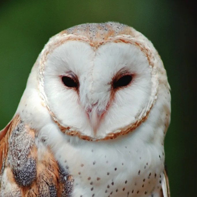 PA Barn Owls A Grassland Raptor in Decline — Perkiomen Watershed