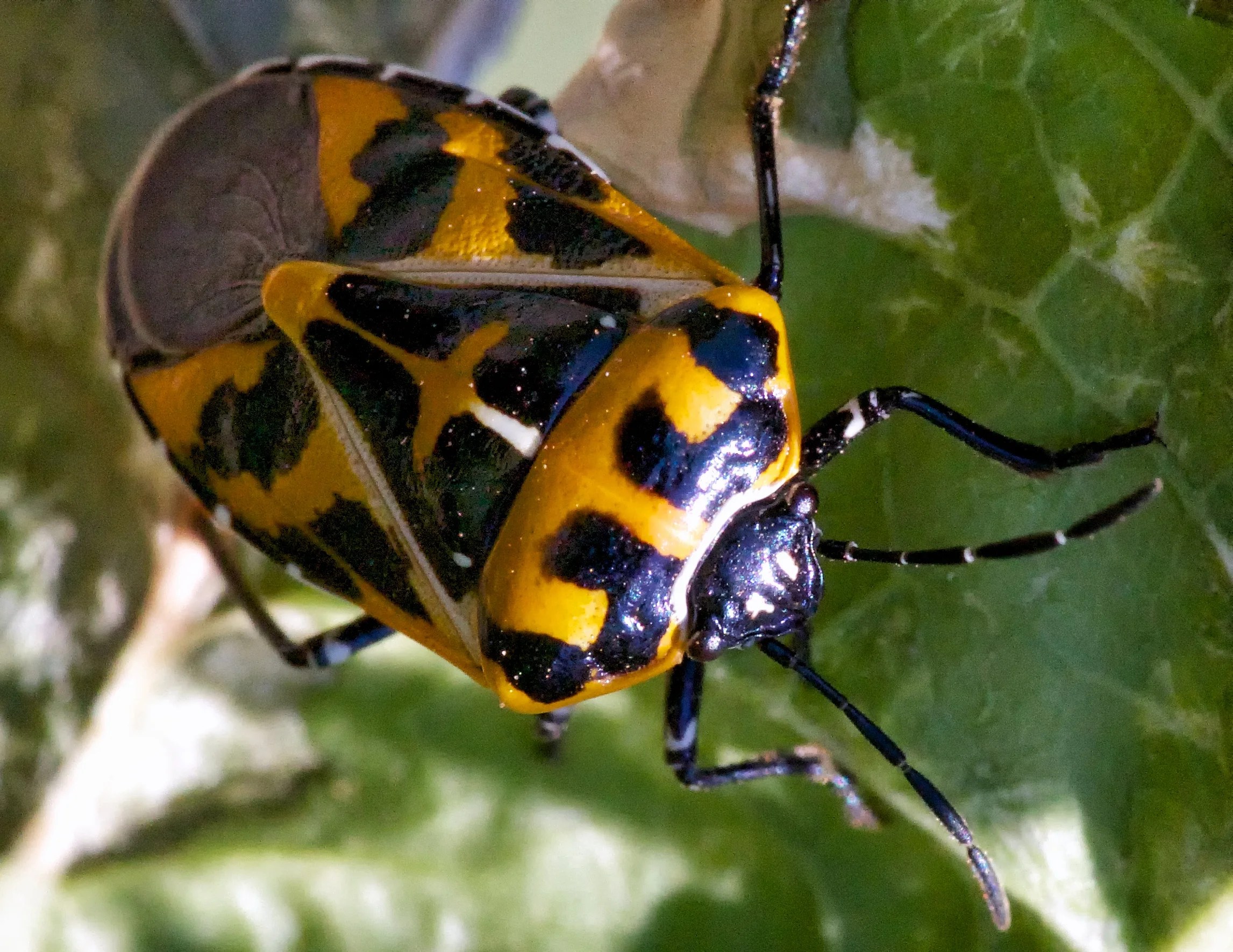 Common Insects Blog — Texas Insect Identification Tools
