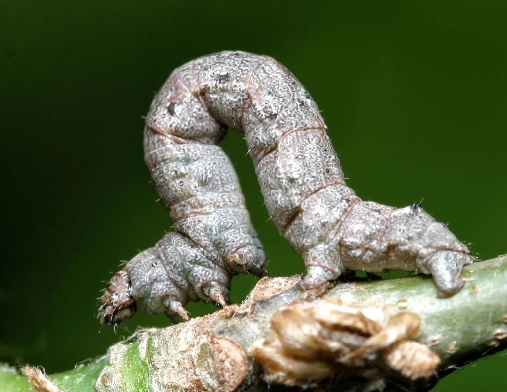 Spring cankerworm — Texas Insect Identification Tools