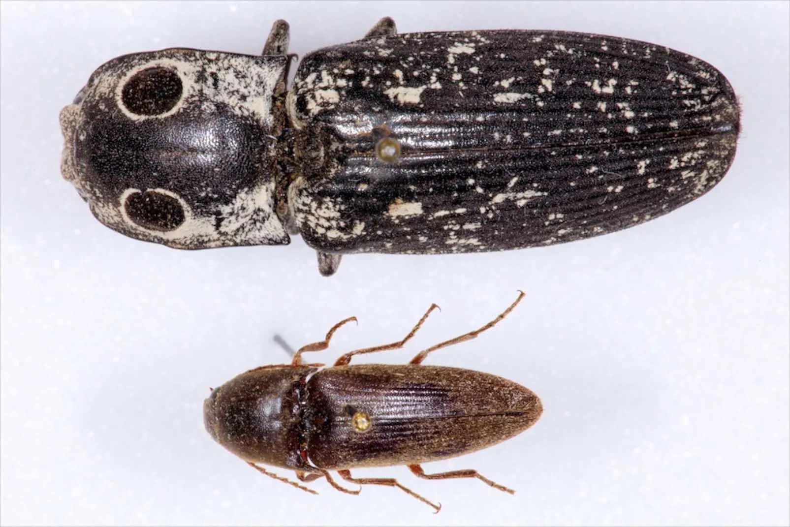 Common Insects Blog — Texas Insect Identification Tools