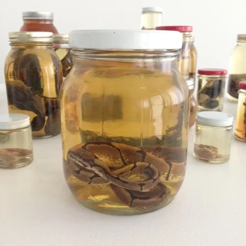 Intro to Specimens & Bio Facts C.S.W.D