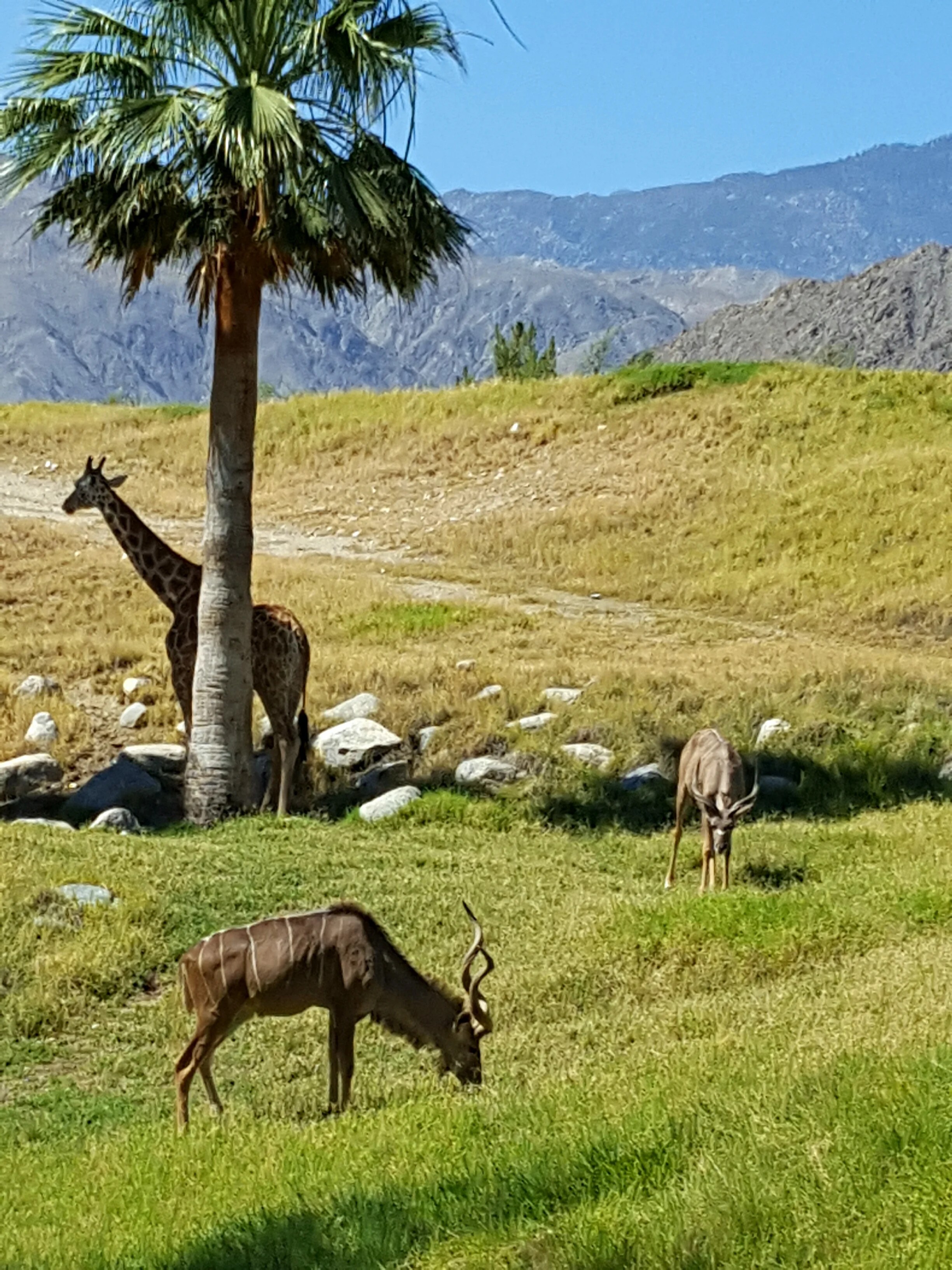 The Living Desert Zoo & Gardens in Palm Desert The perfect oasis for rocker Debora Iyall — My