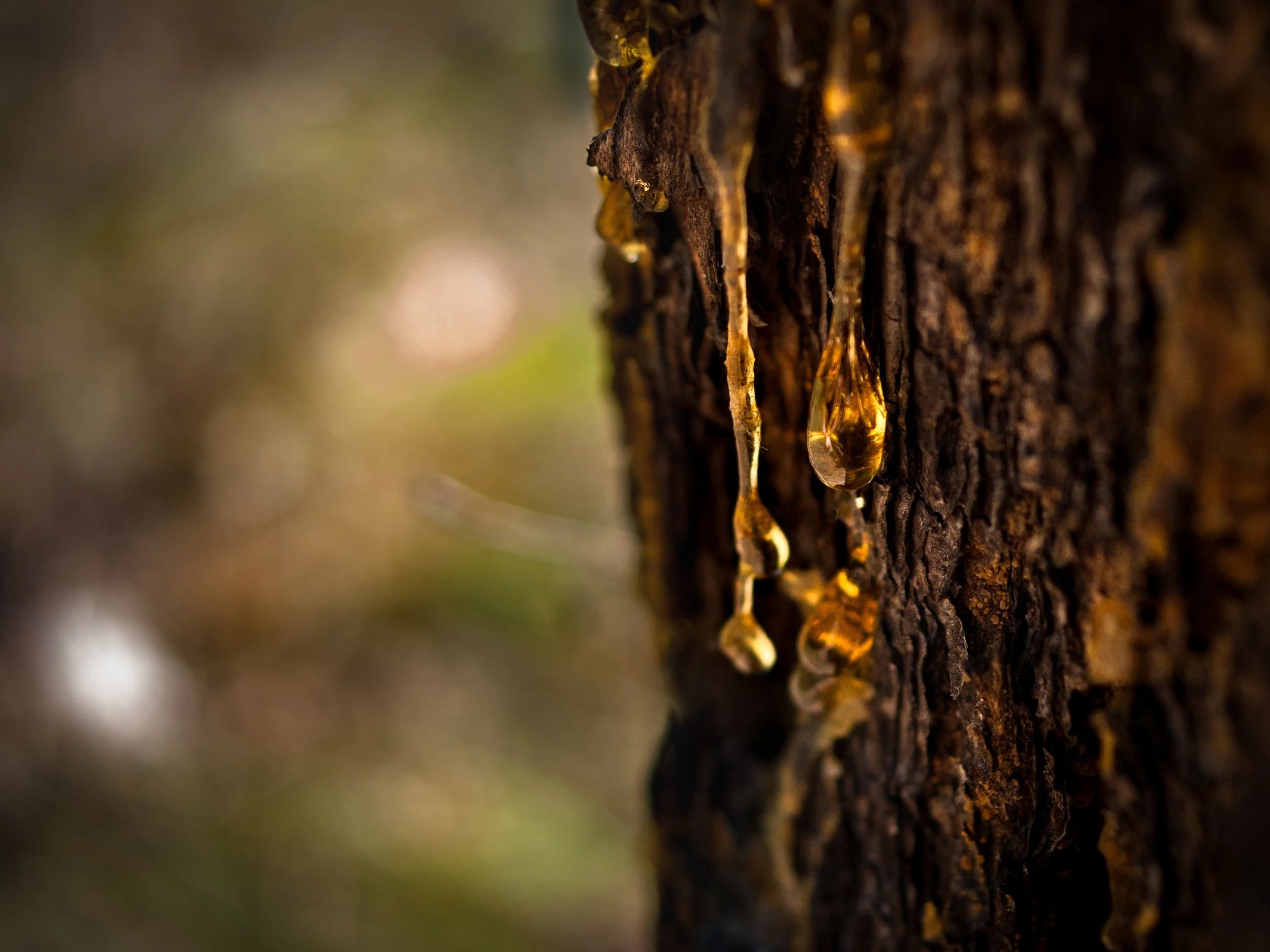 What are the benefits of pine tar soap?
