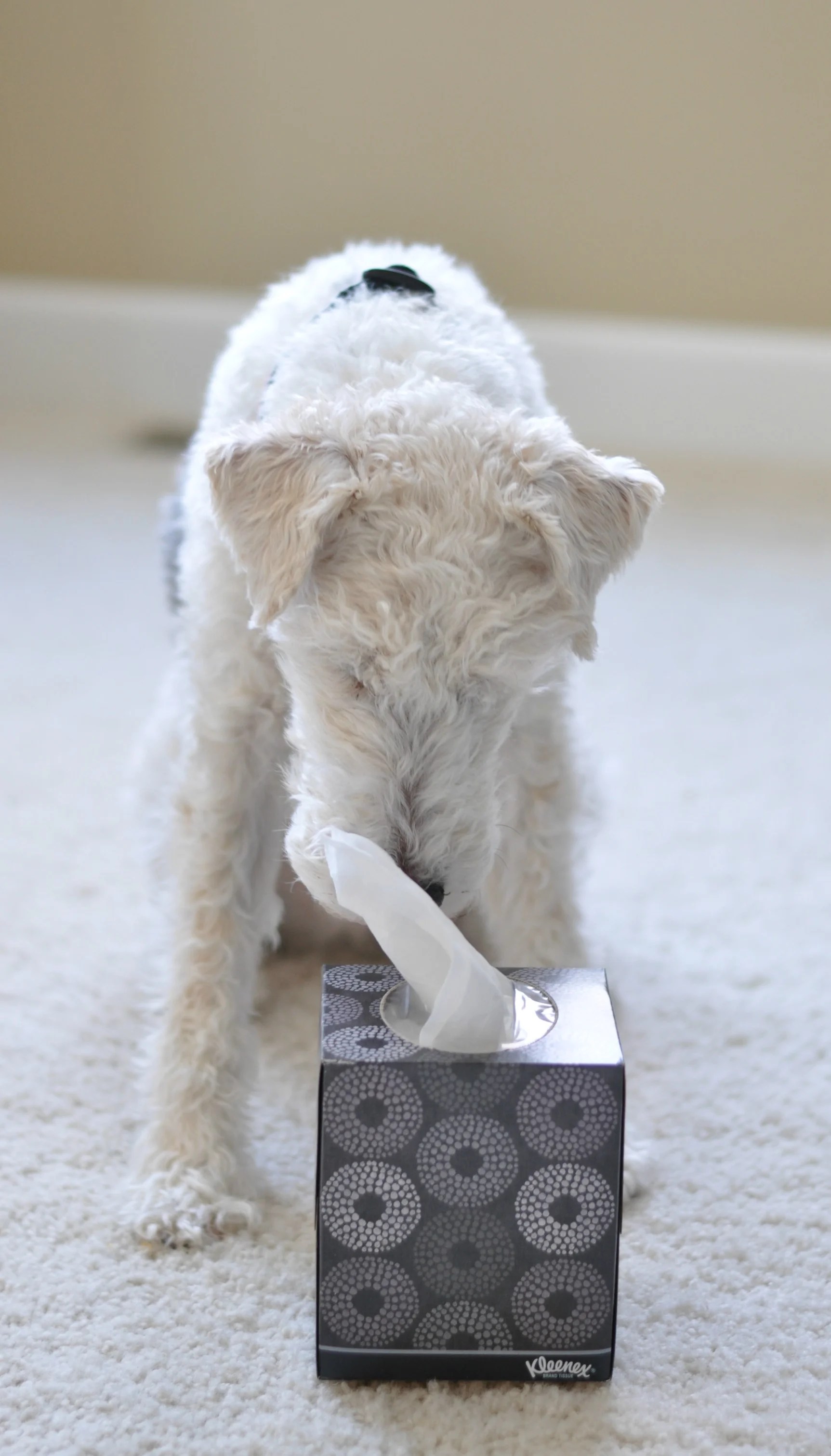 Your Nose is Running. Better Catch It. (Kleenex Style) — Decor and the Dog