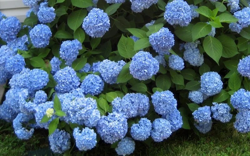 Endless Summer Hydrangea Collection — Shade Trees Nursery