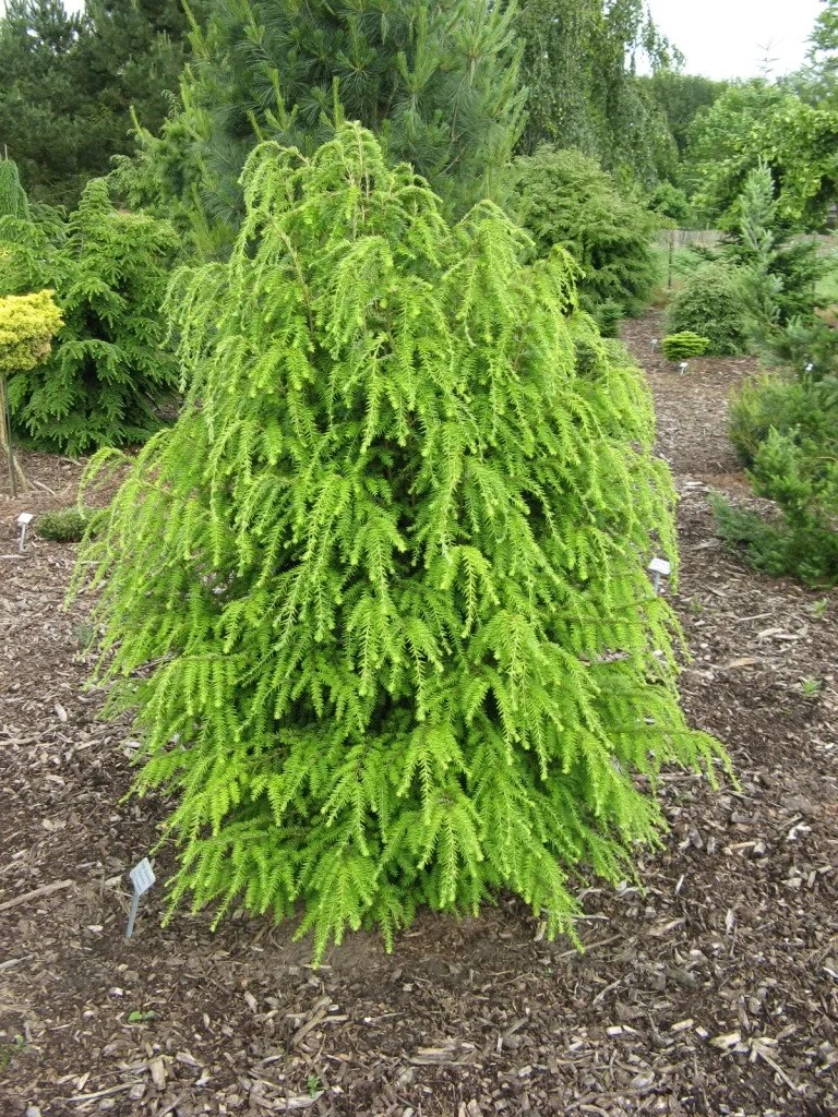 Long Island Native Plants — Shade Trees Nursery