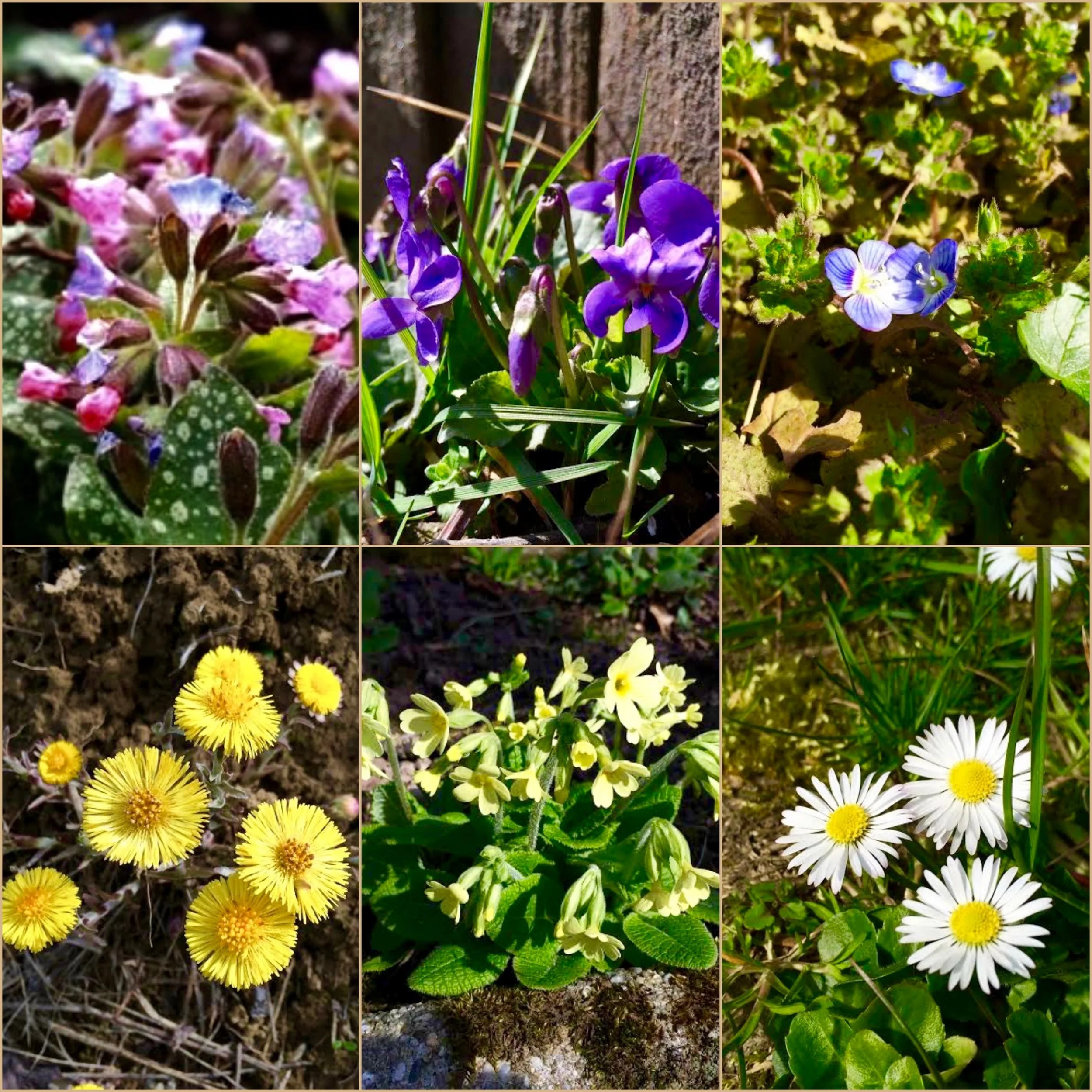 Erste Frühlingsblüher kleine Pflanzen große Wirkung! — Gesund mit Natur