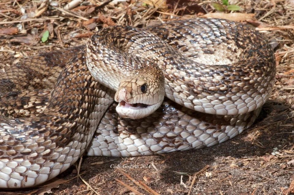Florida Pine Snake — The Wildlife Society Florida Chapter