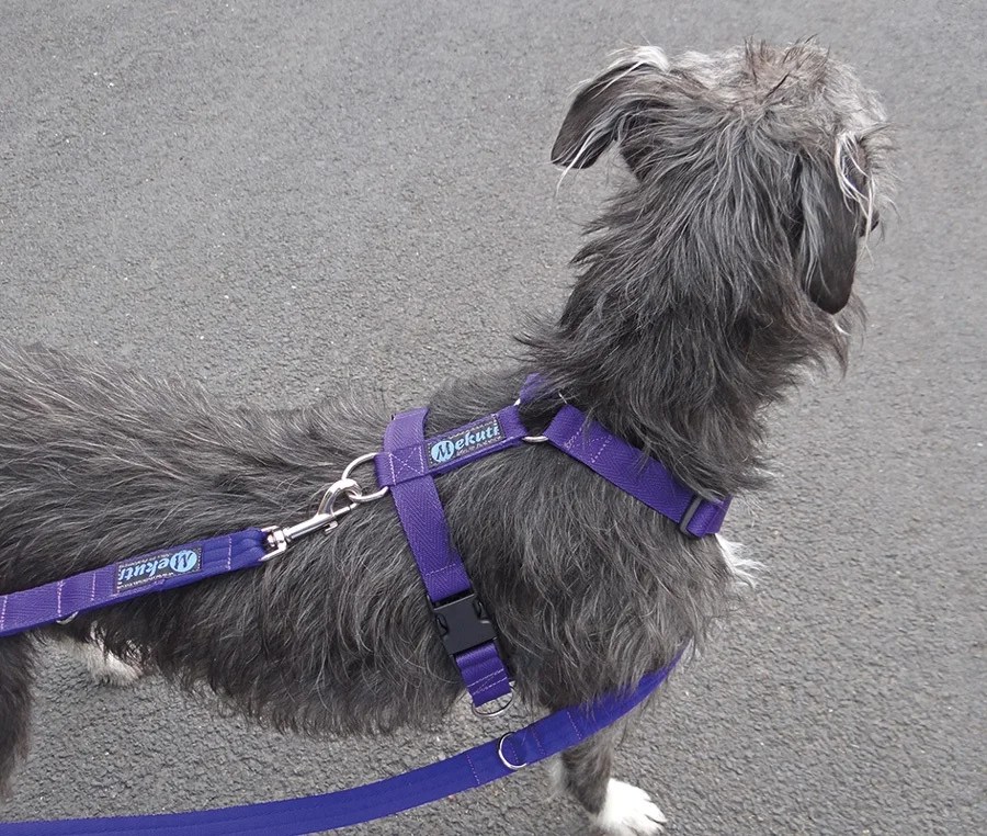 NoPull Harnesses Just 'cause you can doesn't mean you should