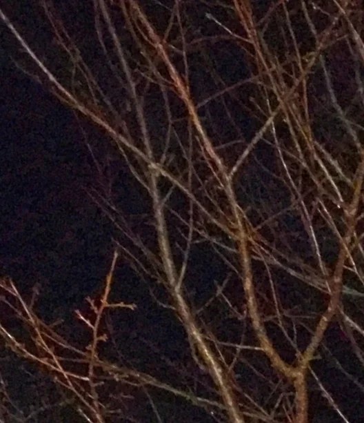 CHERRY TREE IN WINTER — John Straley