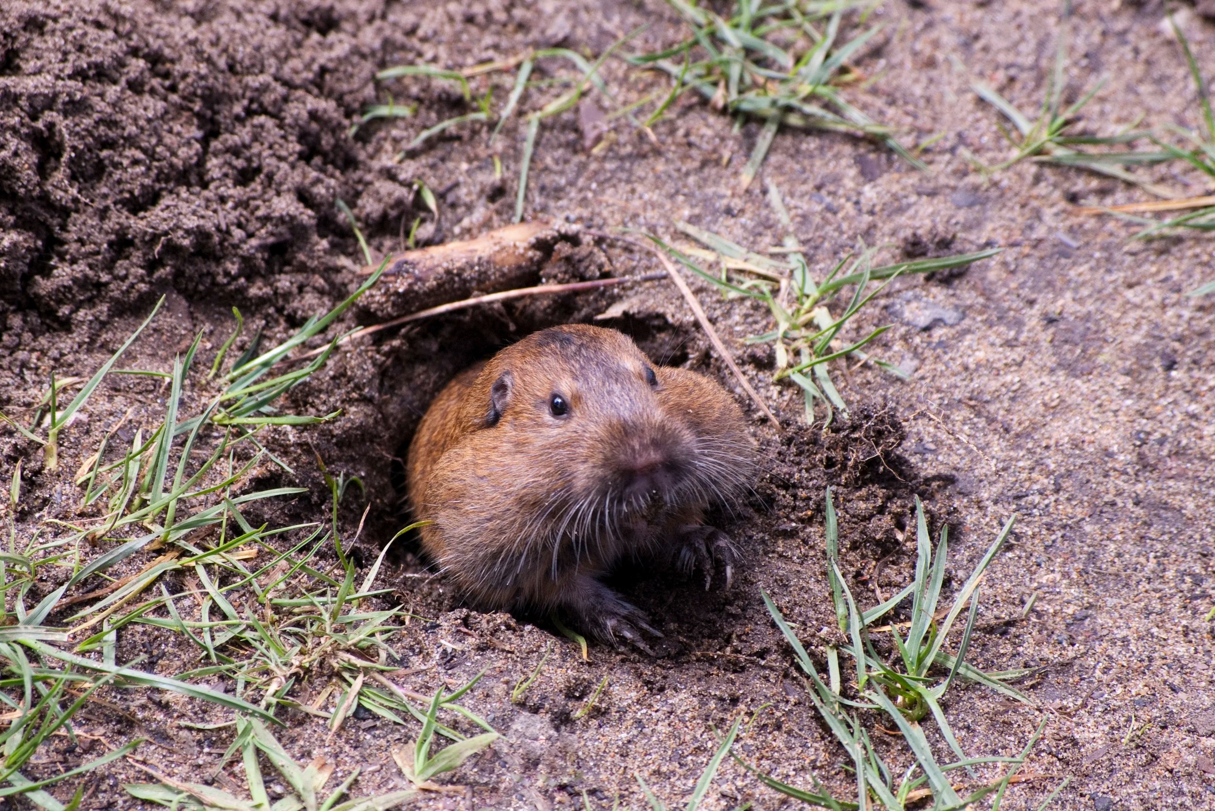 10 Fun (and LittleKnown) Facts About Groundhogs — na2ure