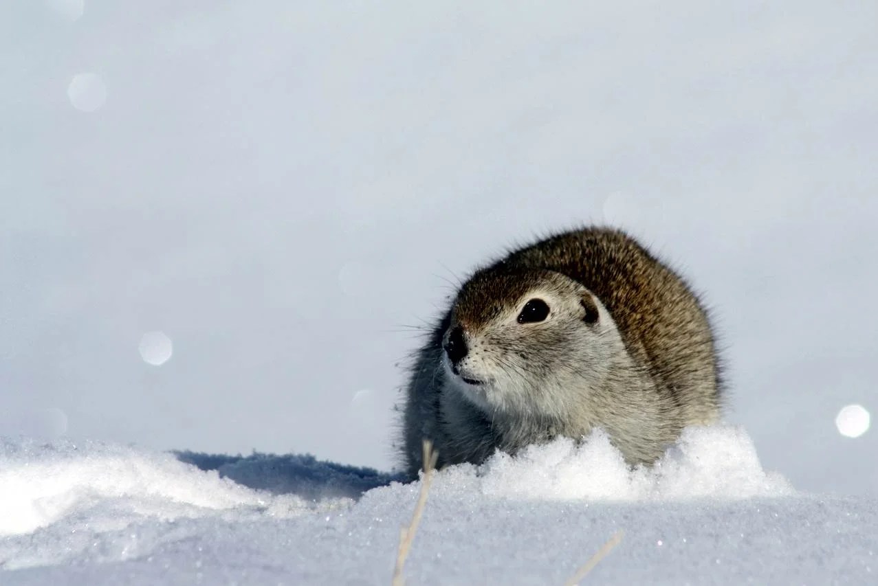 Spring Ahead! 5 Animals Who Hibernate and Wake Up Early — na2ure