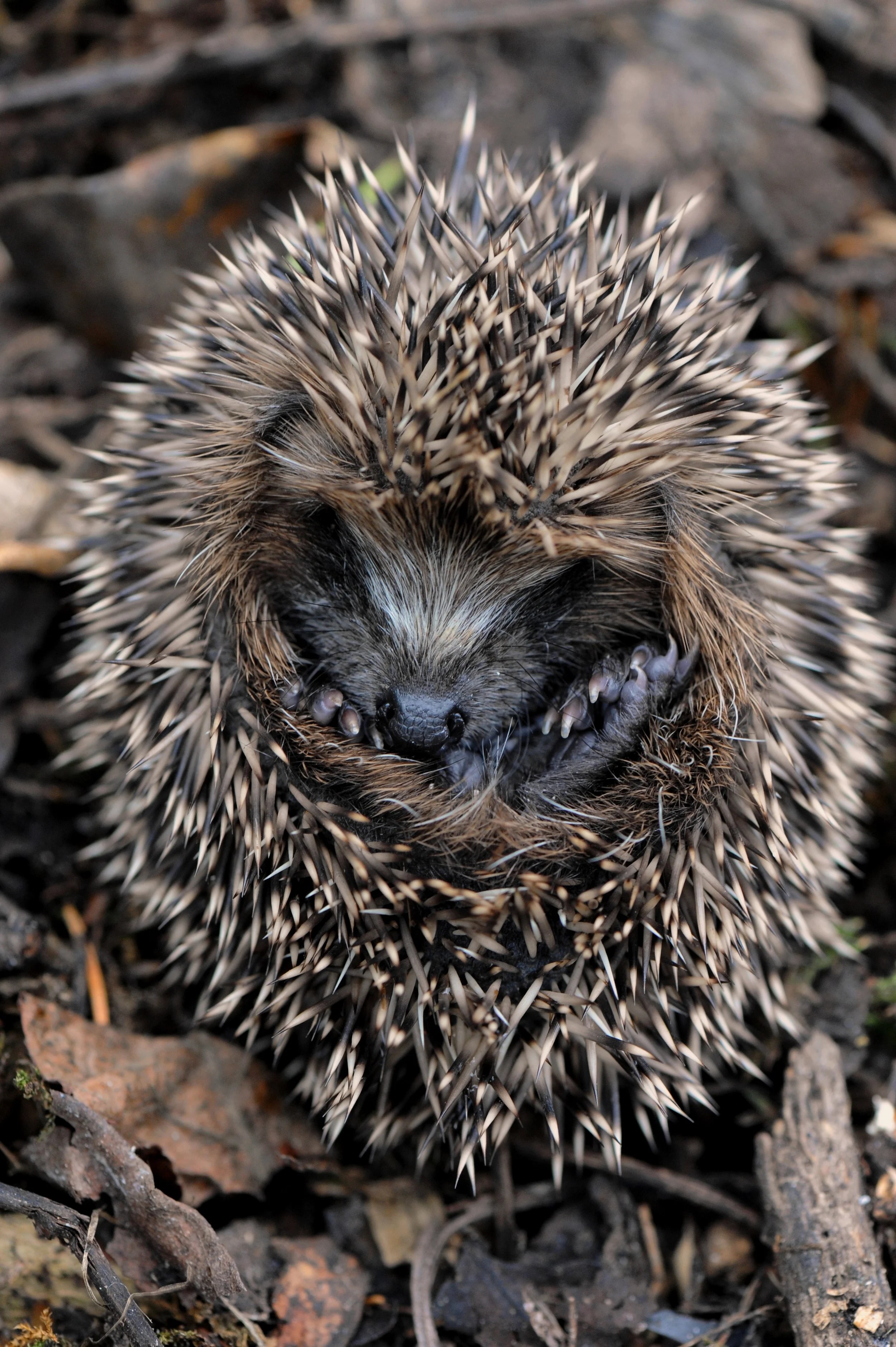 Spring Ahead! 5 Animals Who Hibernate and Wake Up Early — na2ure