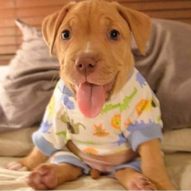 Pit Bull Puppies in Clothing! — My Pit Bull Friend