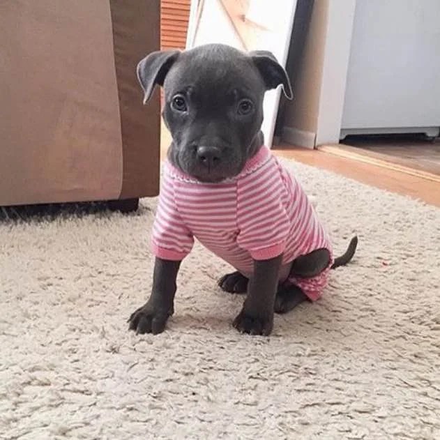 Pit Bull Puppies in Clothing! — My Pit Bull Friend