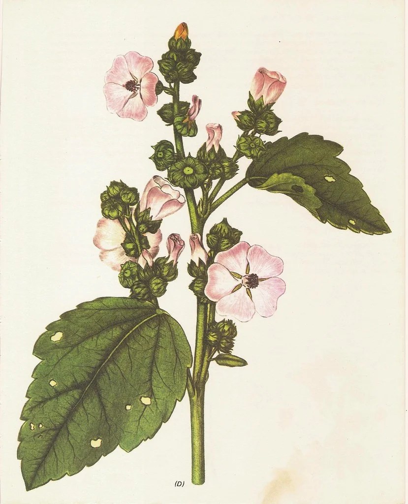 Sweet Marshmallow Root Althaea officinalis — Cambridge Naturals