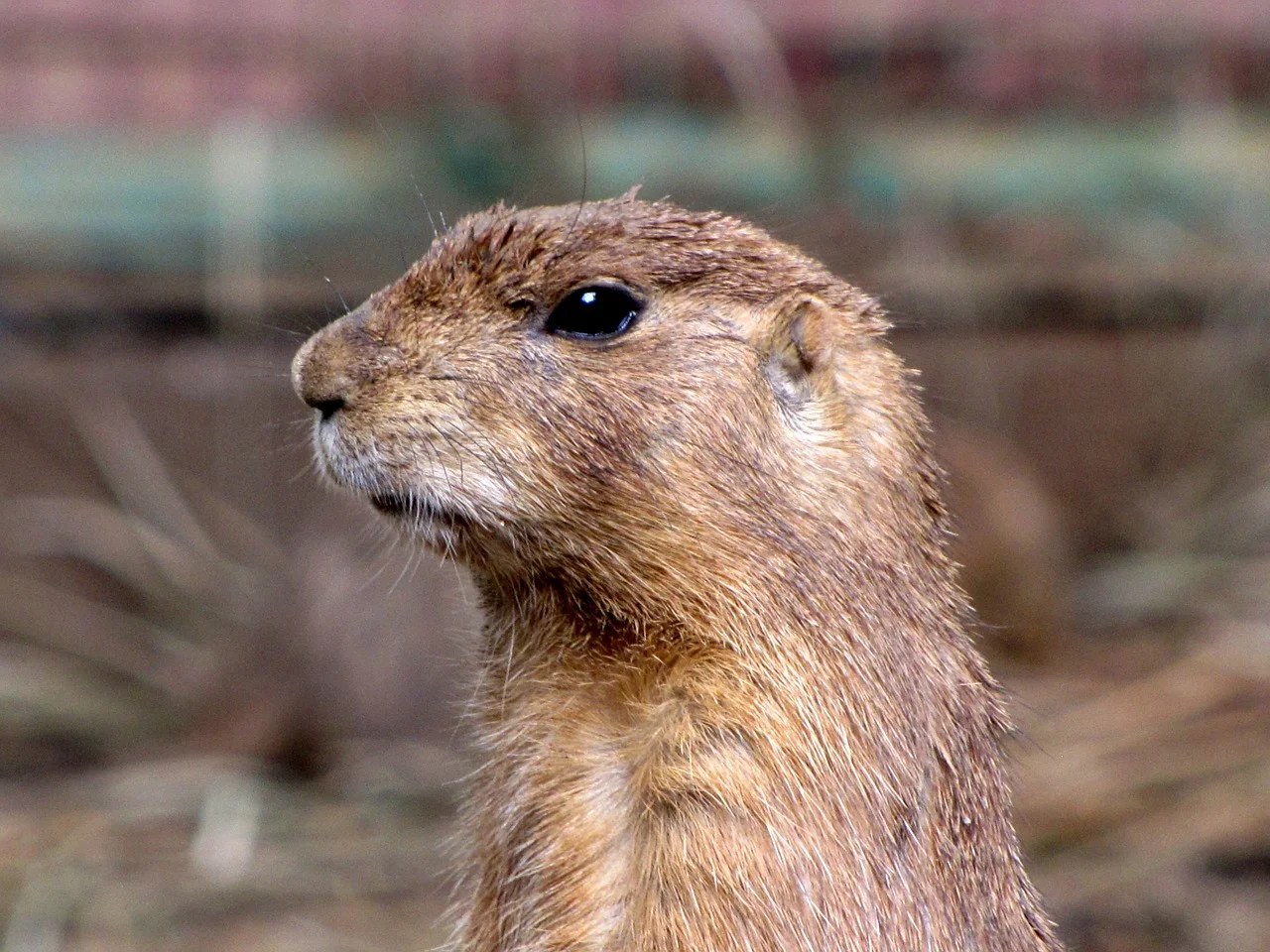 Gophers — Pacific Grove Museum of Natural History