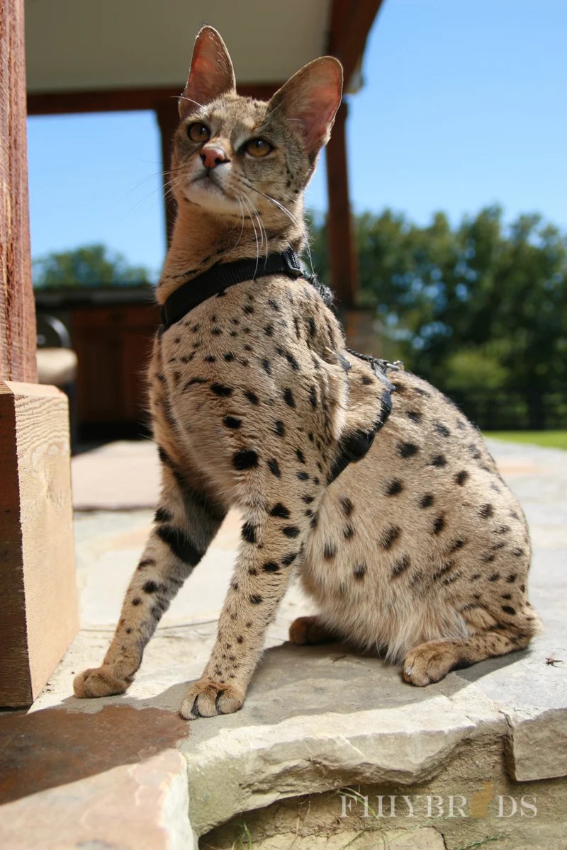 Savannahs Cats Breed Standard about colors, health, size and price.