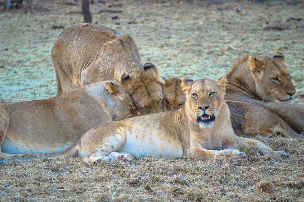 INTREPID TRAVEL KRUGER PARK LODGE EXPERIENCE REVIEW — THE