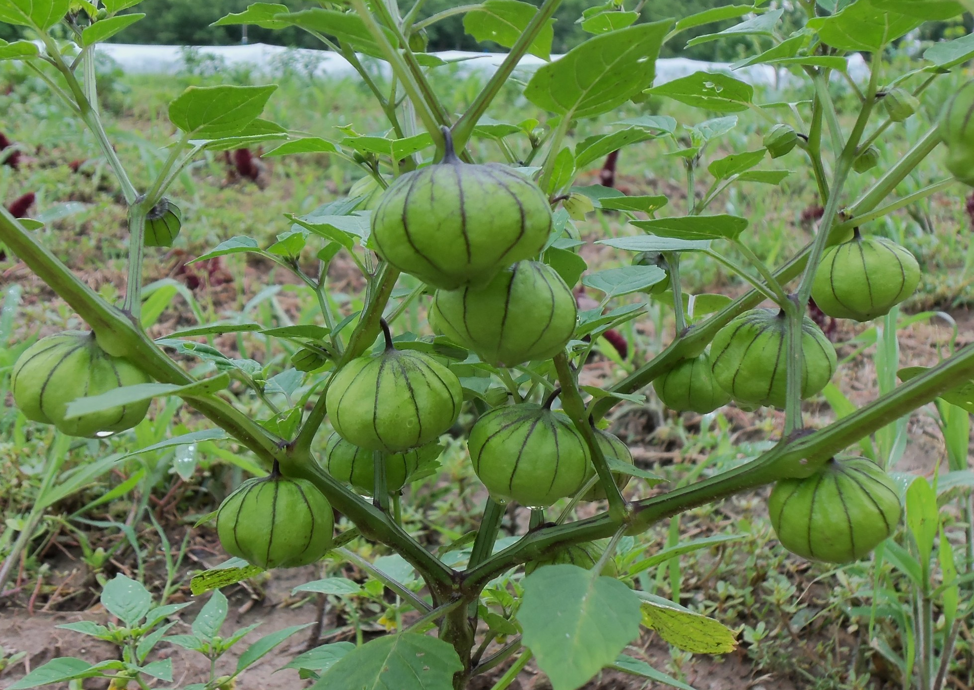 Tomatillo Isolation Requirements Setting the Record Straight — Seed