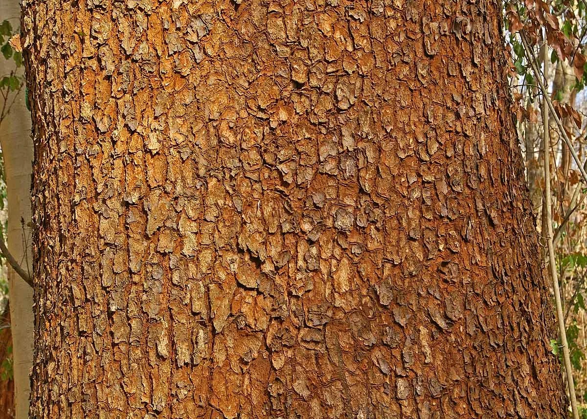 Wild Mango — Dalmann UK