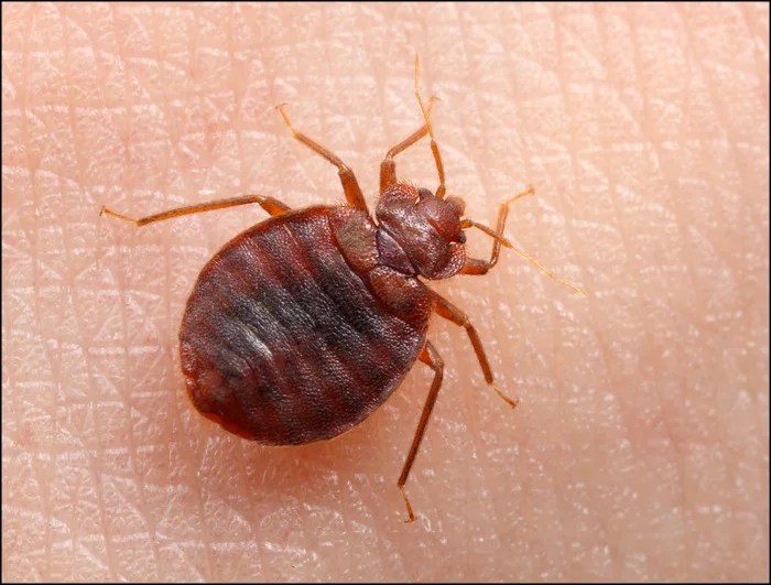 Don't Be Fooled! Here Are The Most Commonly Mistaken Bugs For Bed Bugs