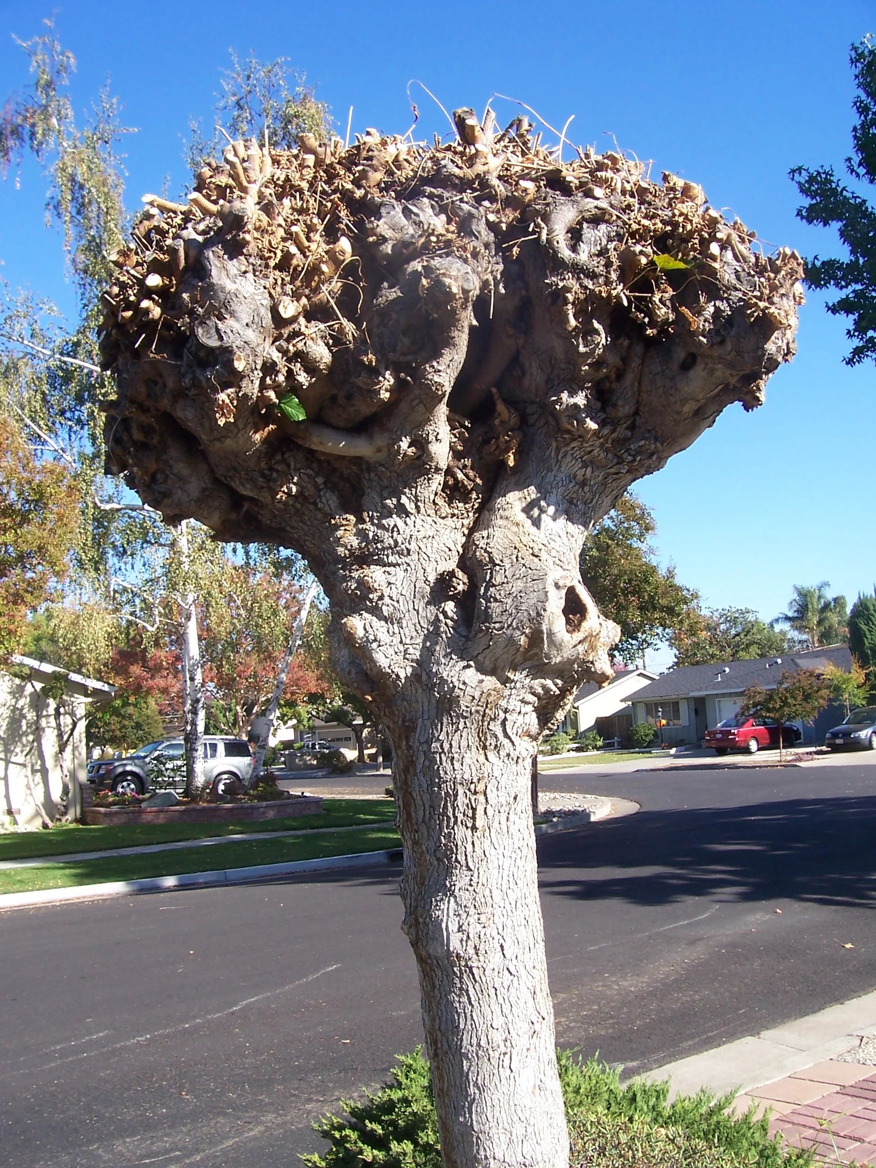 6 Things You Need To Know About Trees (If You Live in San Jose) — Our