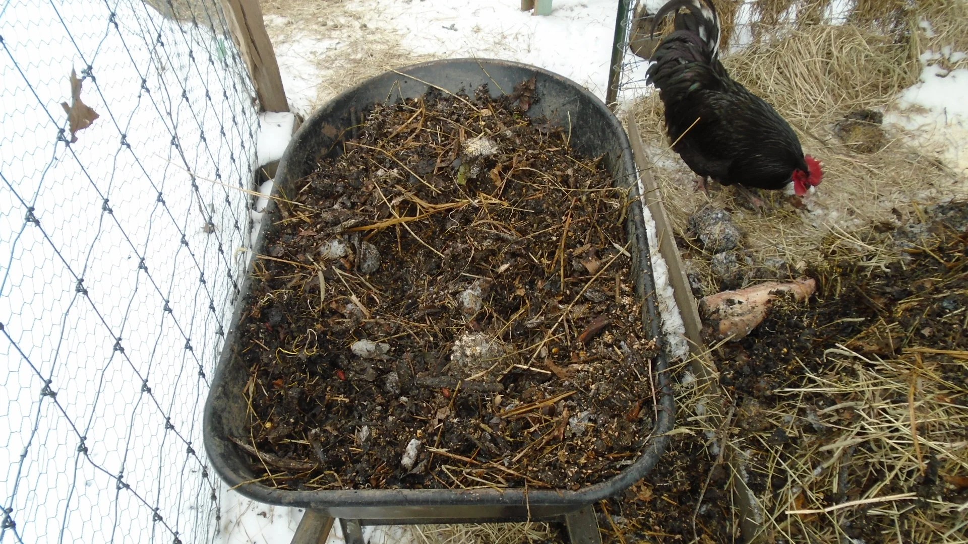 Chickens and Compost Winter Notes — Edible Acres