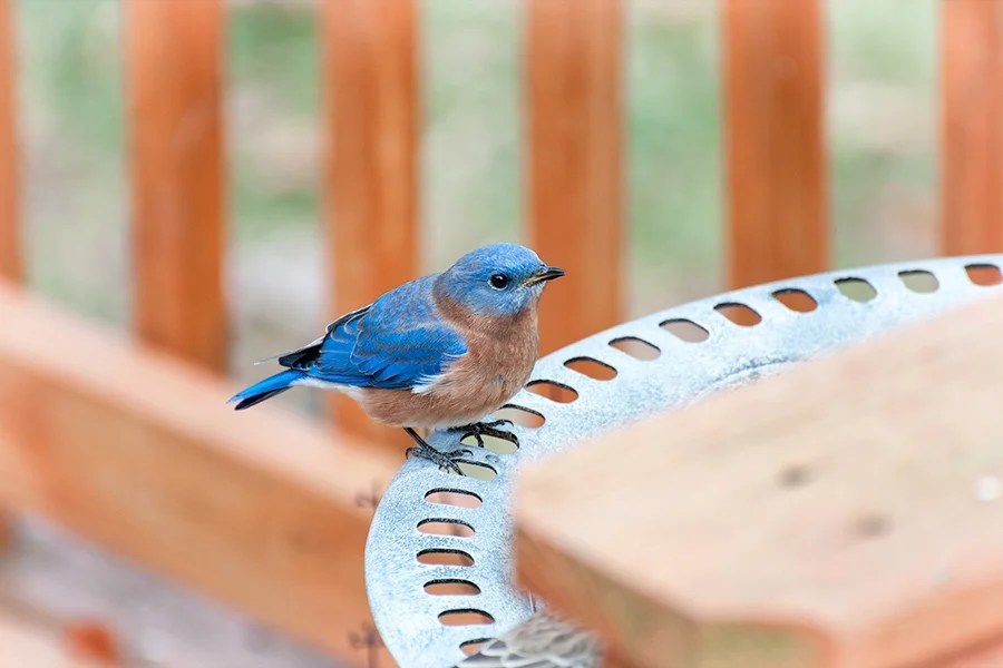 10 Tips for Attracting Bluebirds — Ksu Koystinen