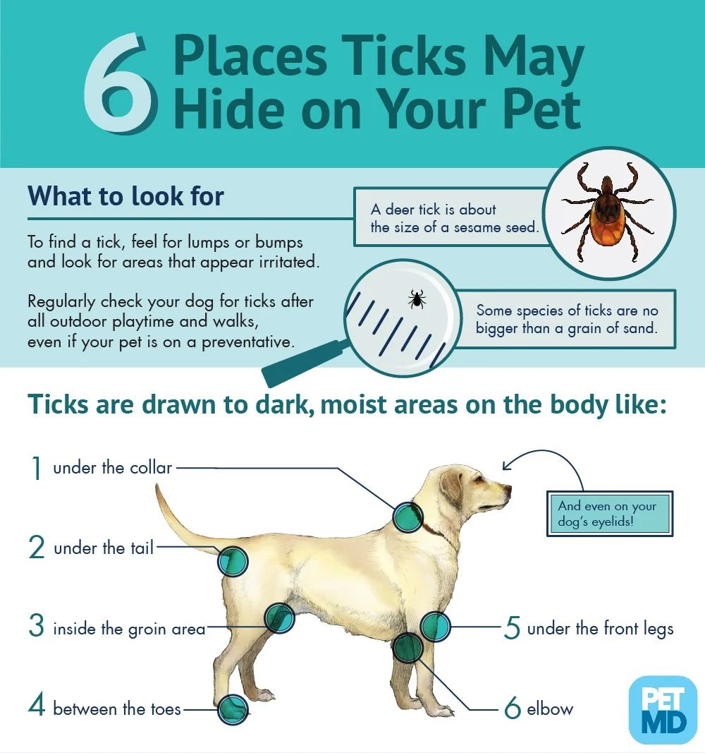 Lyme Disease and Tick Prevention Tips — Dan's Dog Walking and Pet Sitting