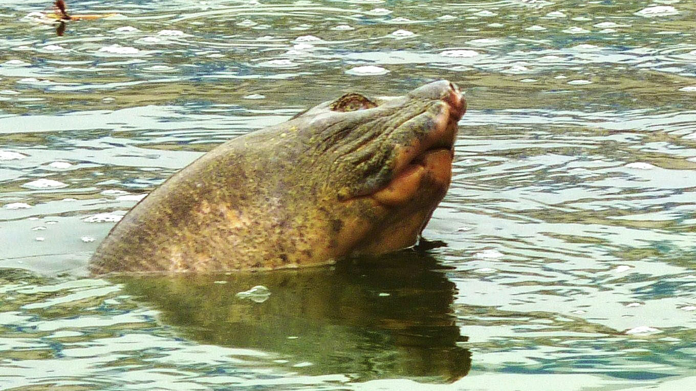 Turtle Conservancy — The Untimely Death of Great