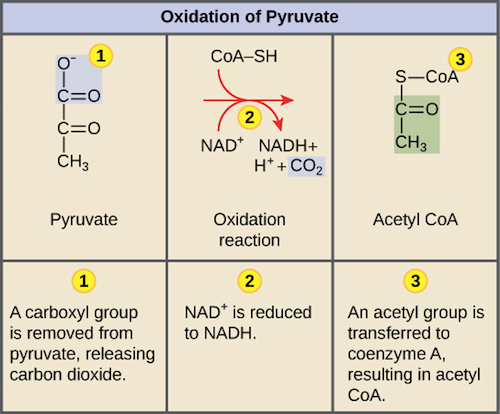 Krebs Cycle — Mathwizurd