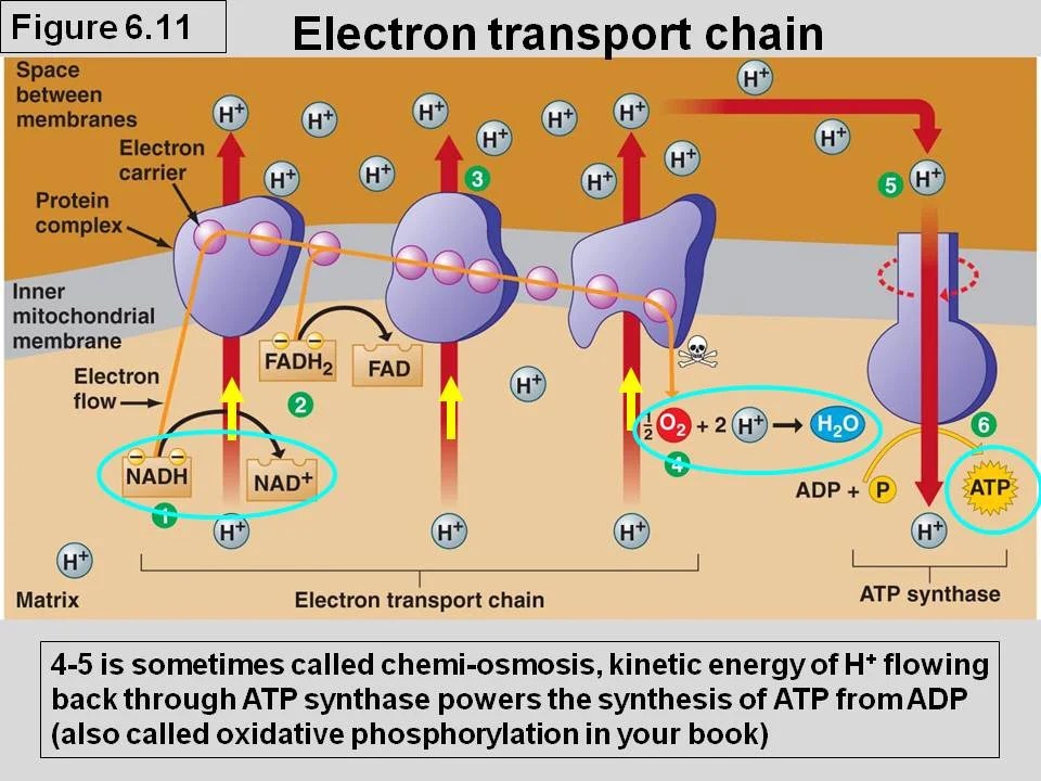Electron Transport Chain — Mathwizurd