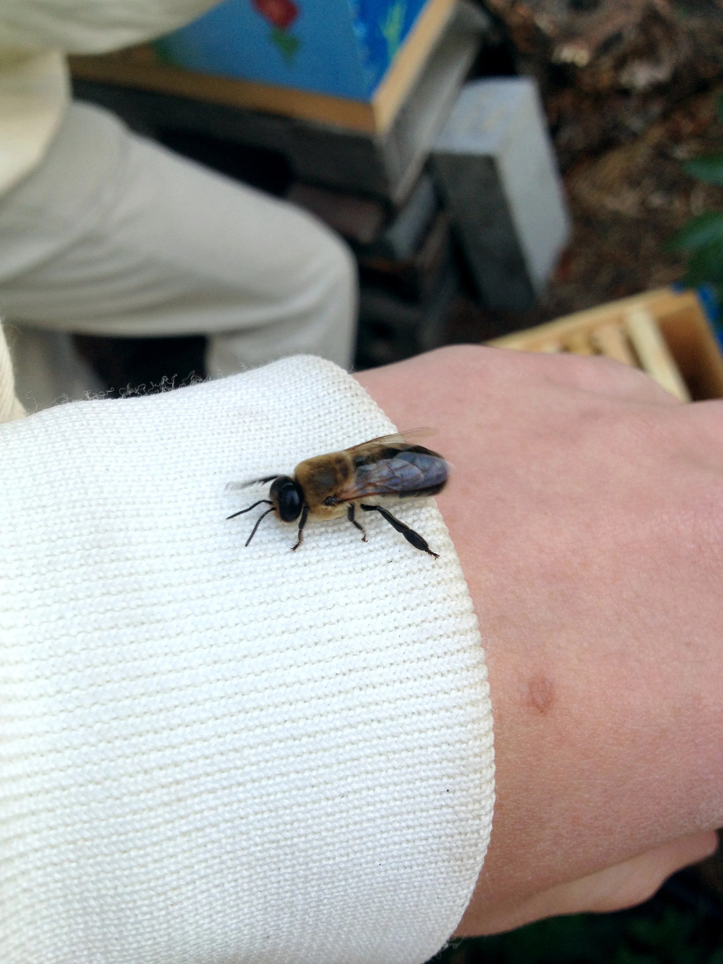 Bee Blog — Bee Foundation