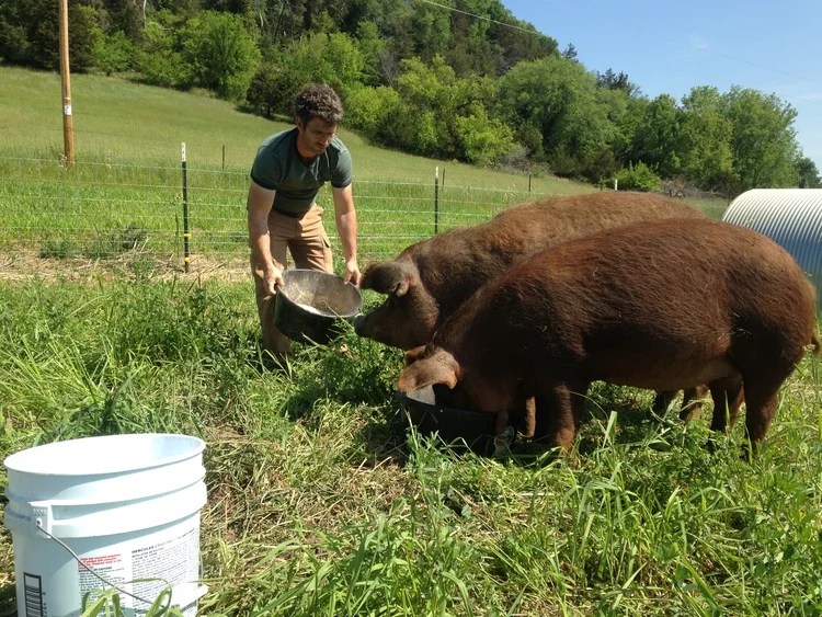 Red Wattle Pork and Scottish Highland Beef! — The Conscious Carnivore