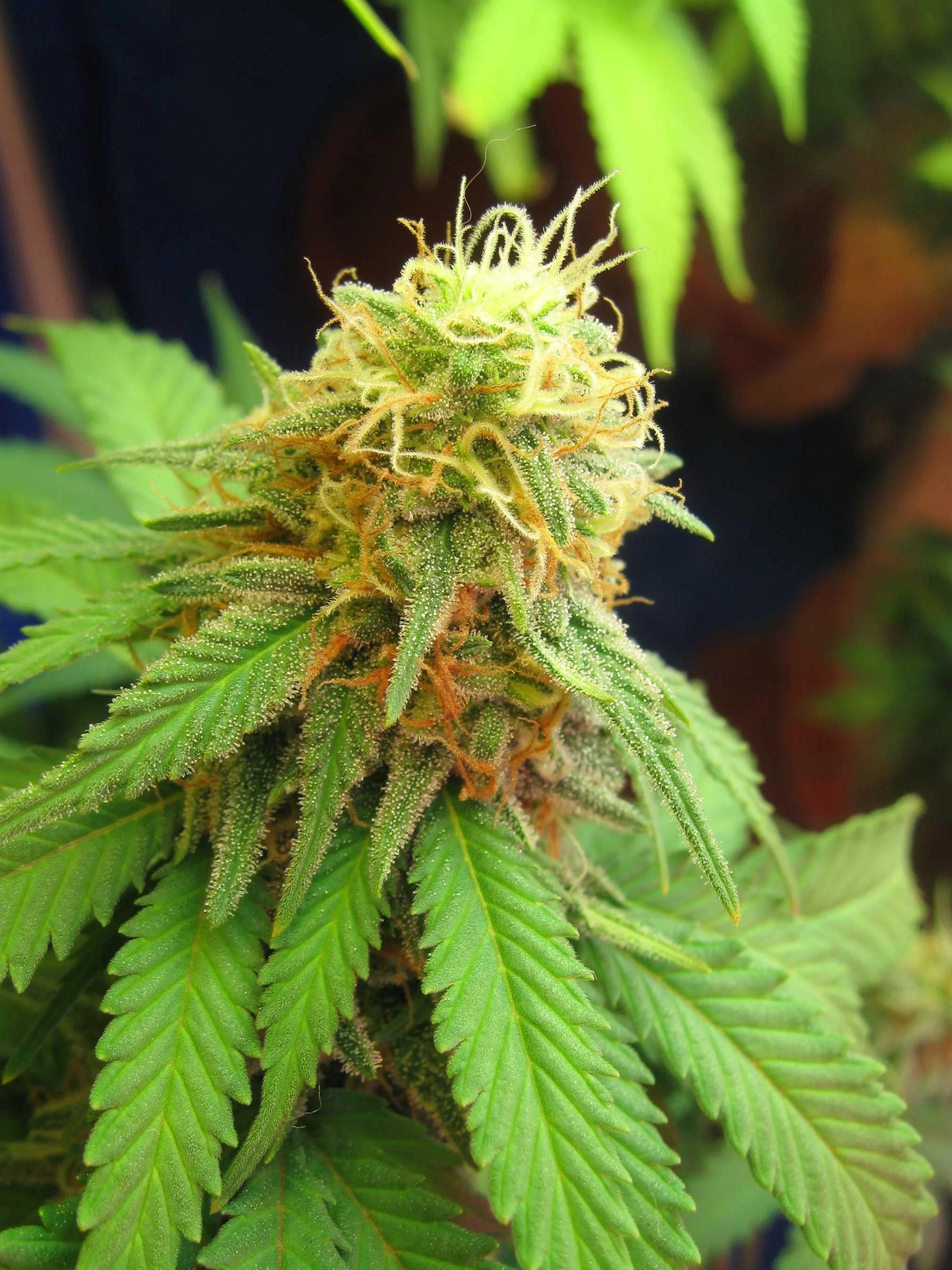 Finding the Right Strain of Medical Marijuana — Pain News Network