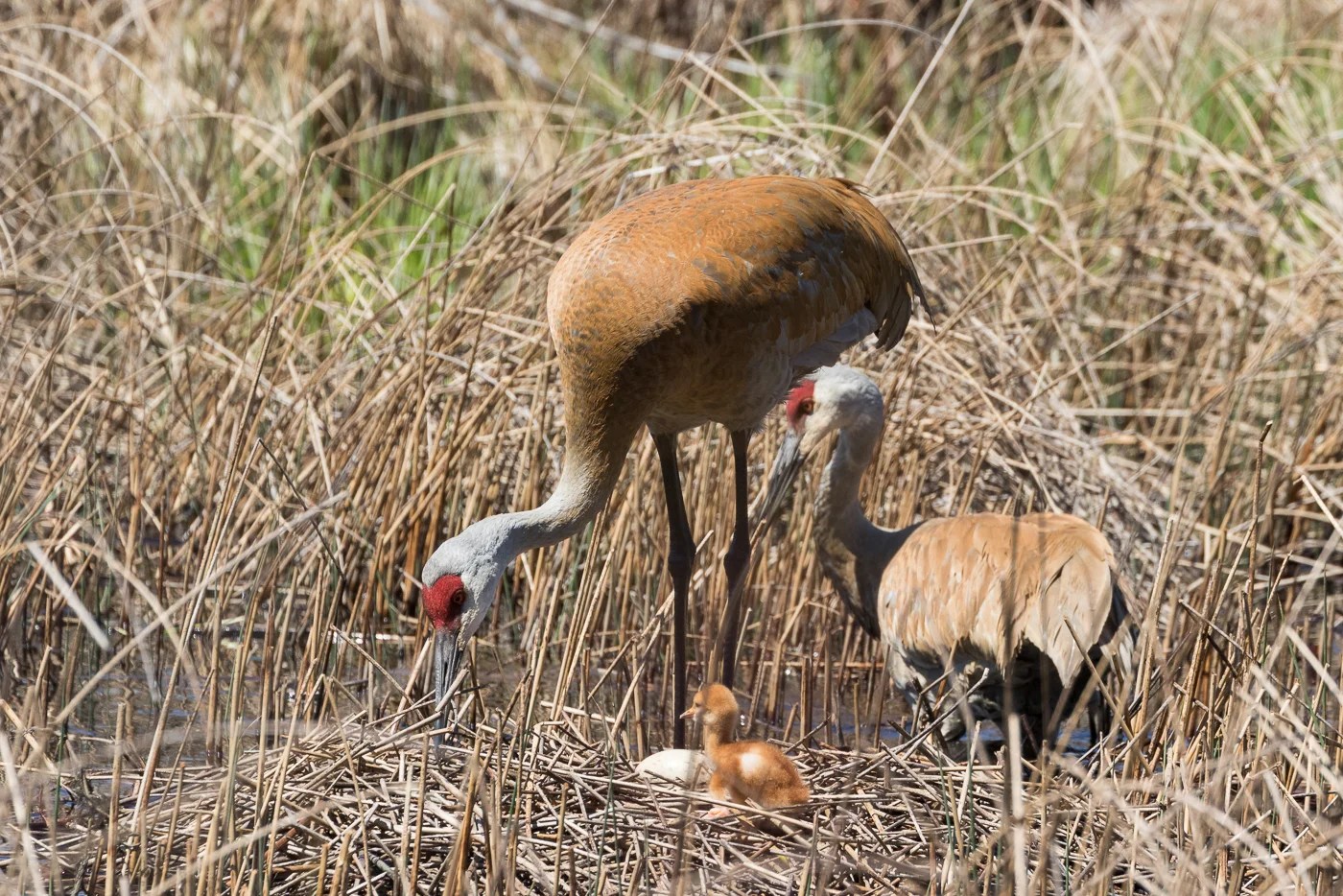 Nesting Sandhill Cranes — Christine Croucher