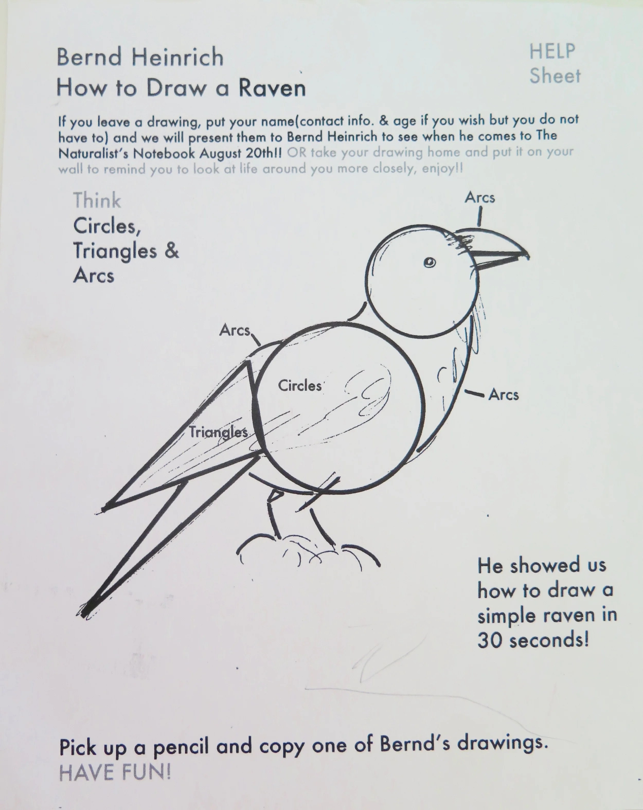 How to Draw a Raven — The Naturalist's Notebook
