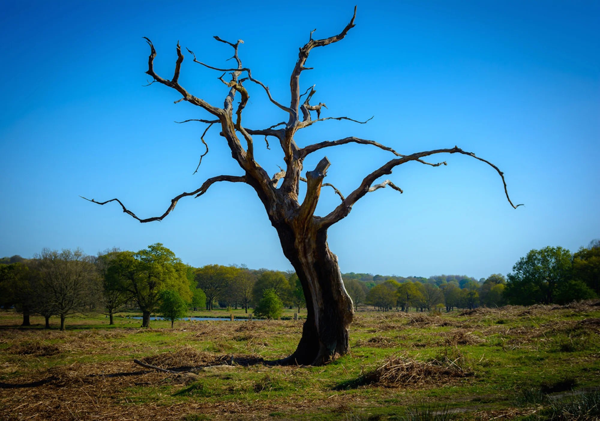 dentrodabiblia dying tree