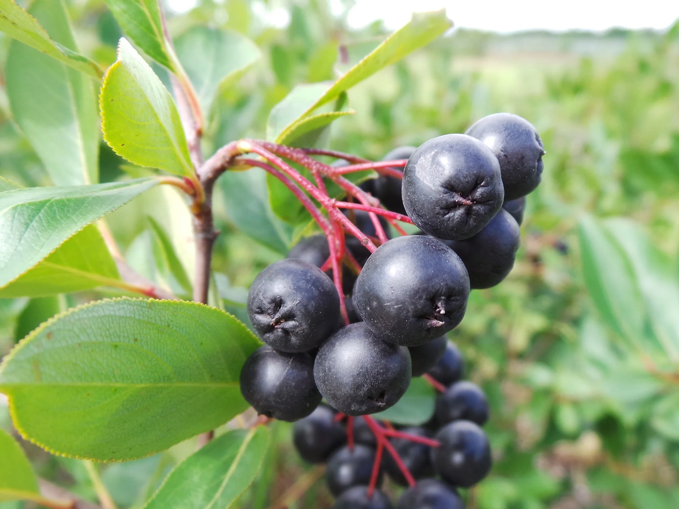 Aronia Berry Health Benefits, Nutrition and More..