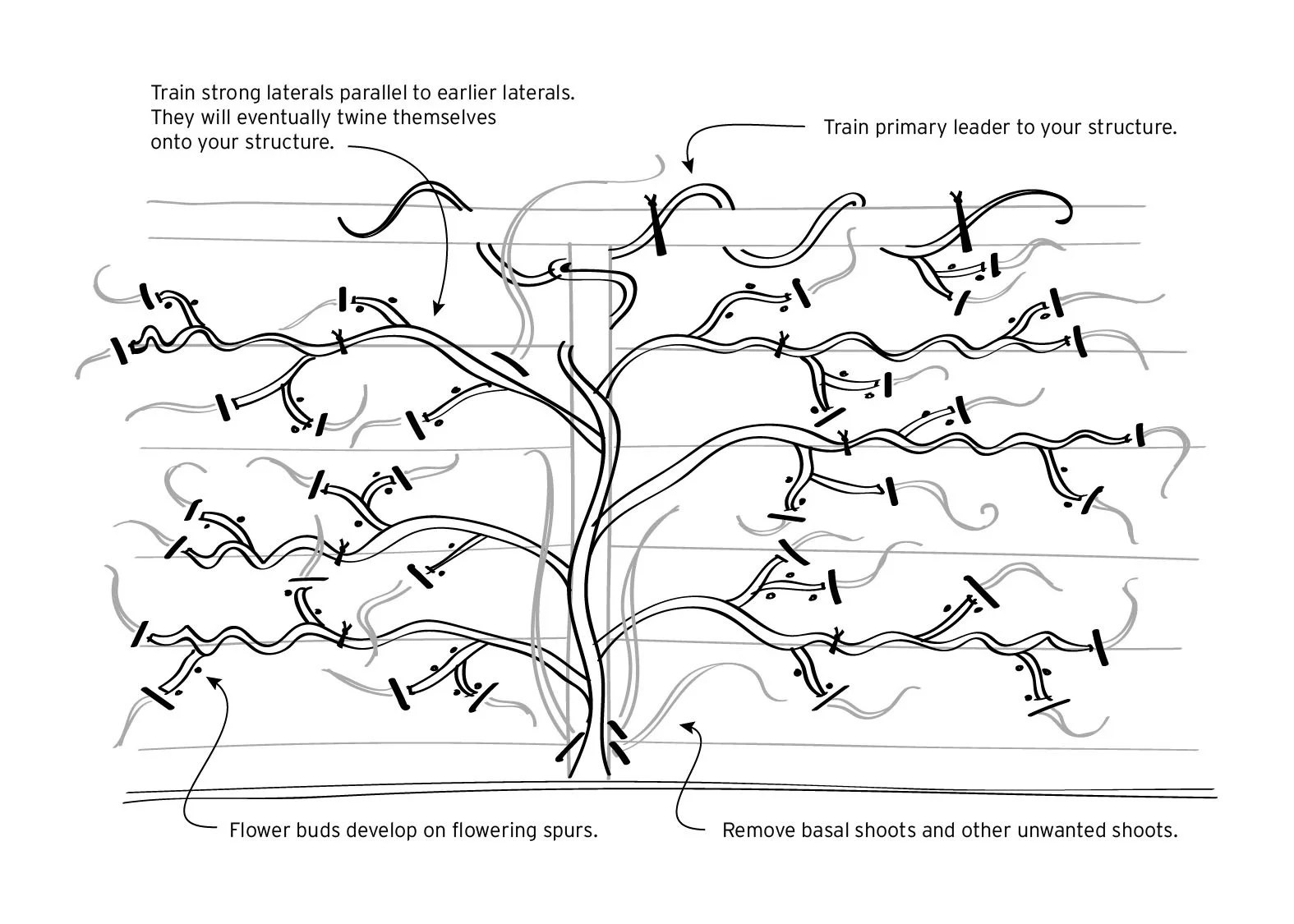 Promoting Wisteria Bloom, Part 2 A ThreeYear Plan — Swansons Nursery Seattle's Favorite