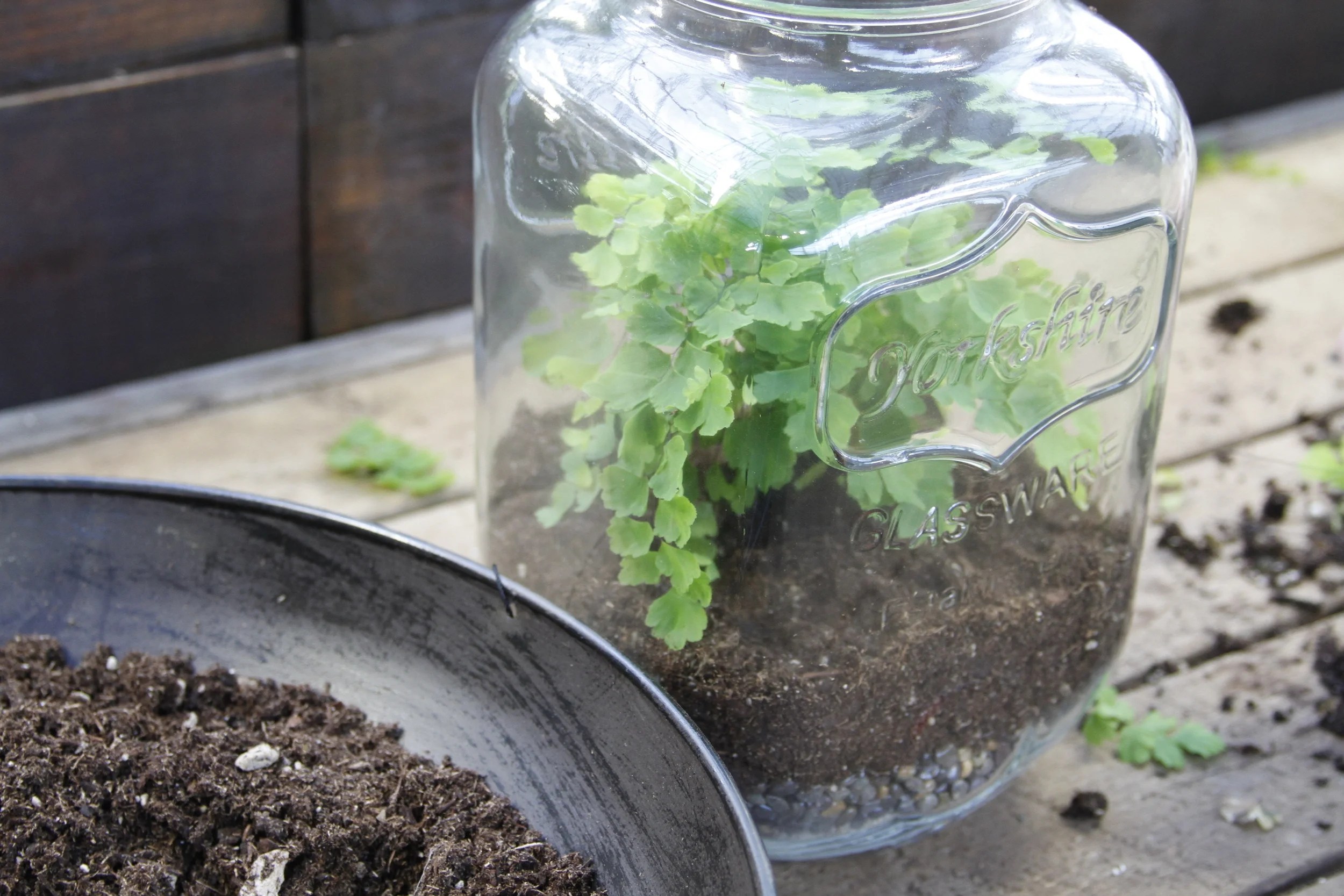 Create An Amazing Terrarium — Swansons Nursery Seattle's Favorite Garden Store Since 1924