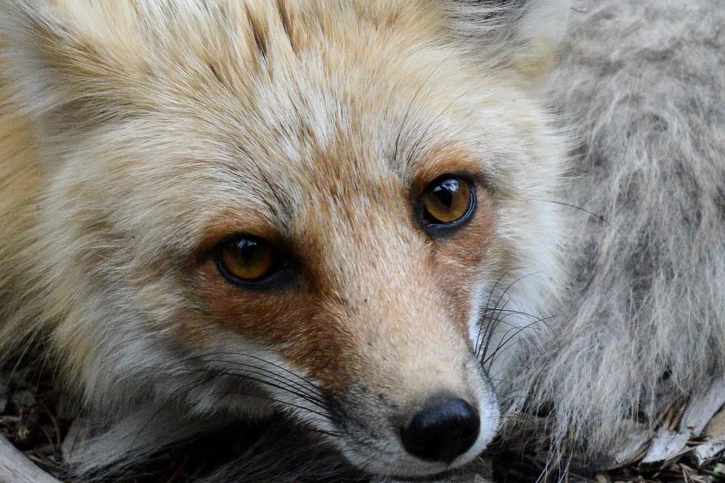 FAST FACTS ABOUT FOXES — Chert Glades Chapter