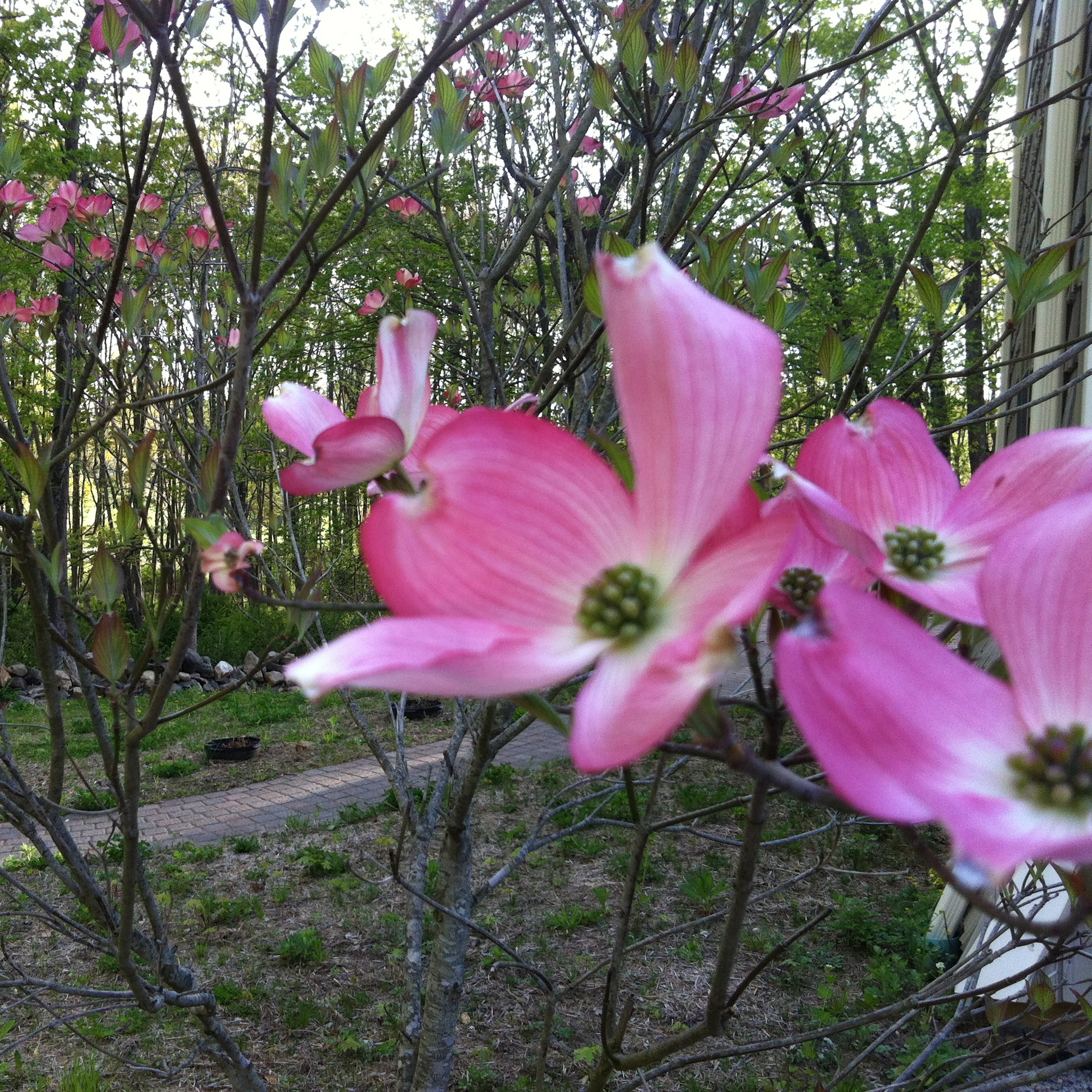 Do Plants Have Feelings? — Ann's Place