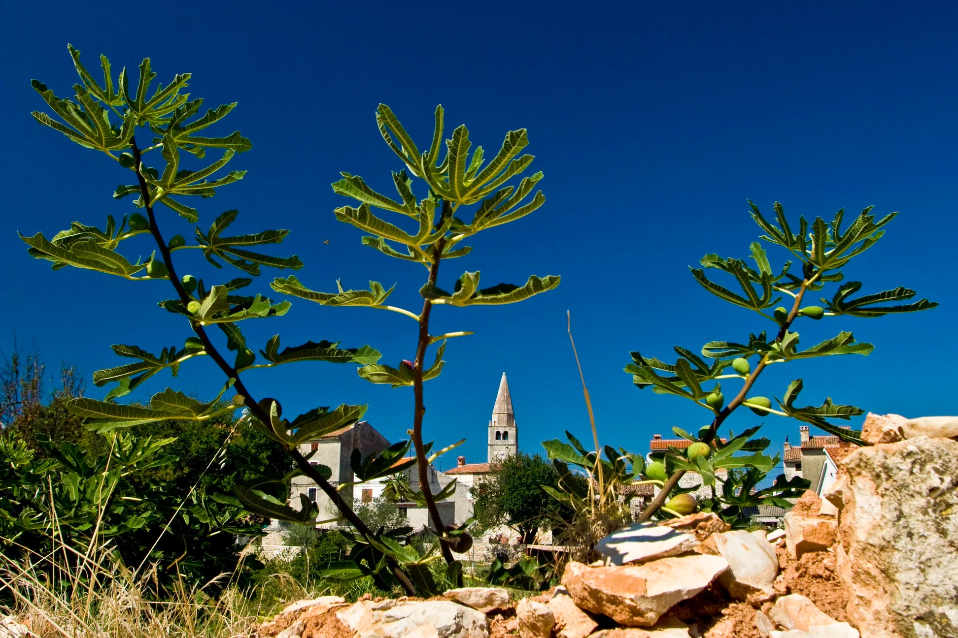 Plants of the Time of Jesus the Fig Tree — Ray Downing