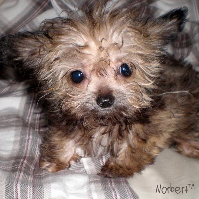 NORBIO — NORBERT