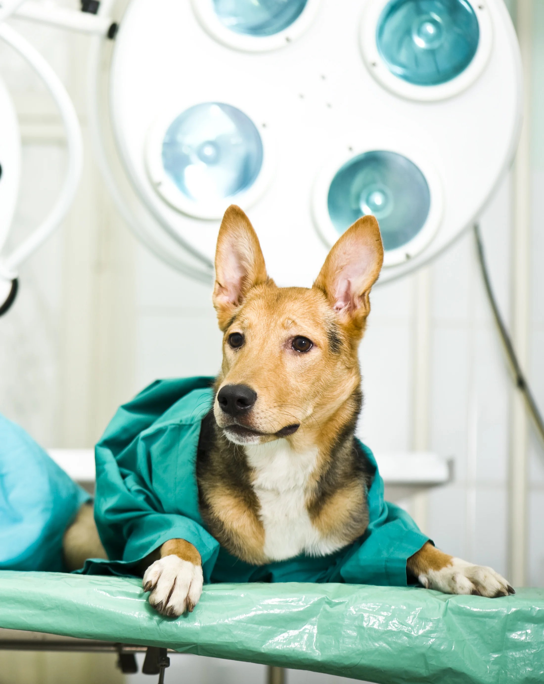 Back on Track Veterinary Hospital in O'Fallon, MO