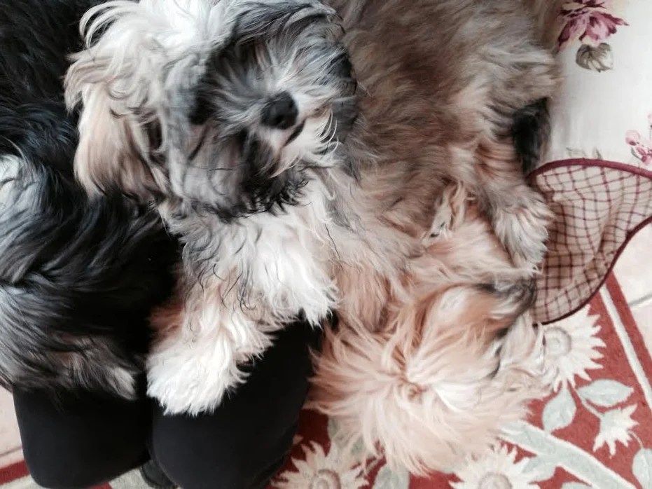 Havanese Facts — Dayspring Havanese