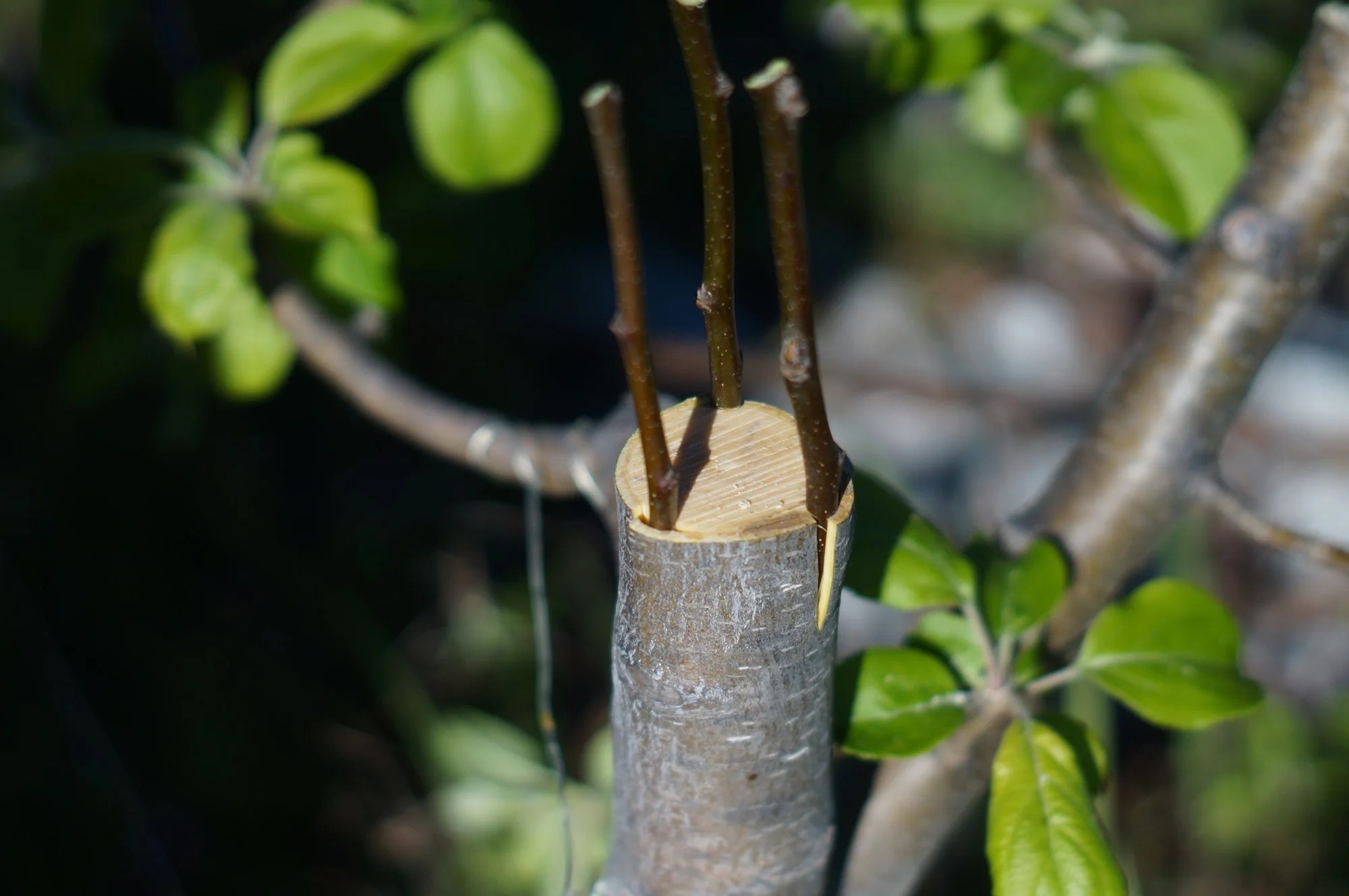Tips for Frankentreeing and Framework Grafting Apple Trees — SkillCult