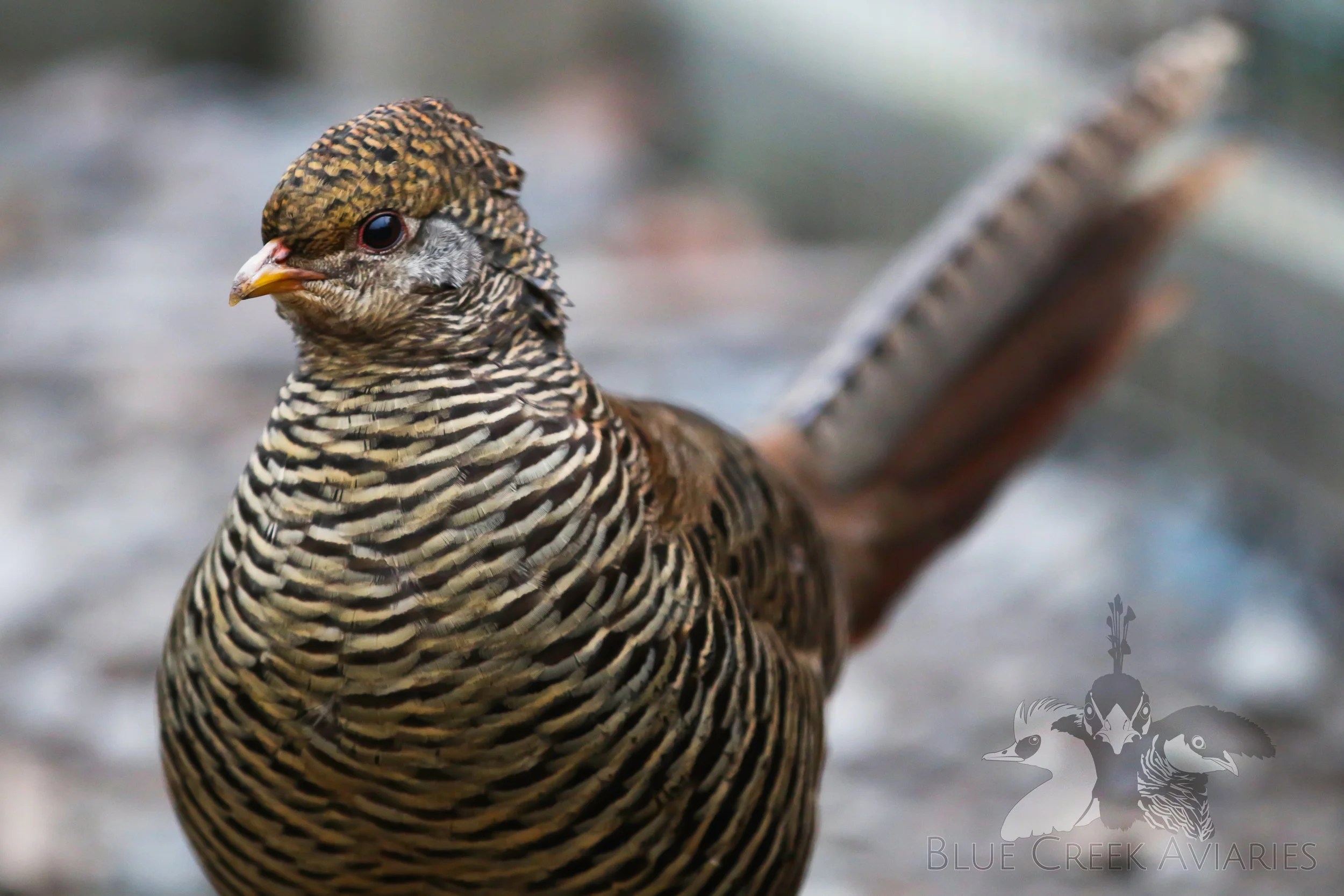 Golden Pheasant — Blue Creek Aviaries